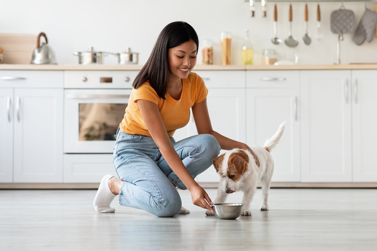 healthy-skin-coat-dog-food-1