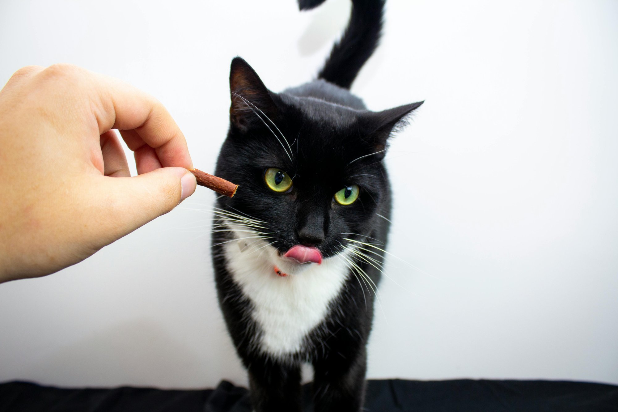 how-to-give-cat-vitamins-supplements