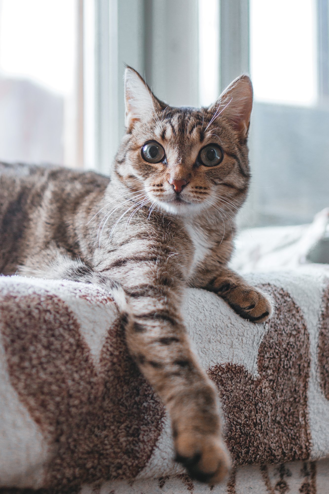 short-haired-tabby-cat-with-green-eyes-is-resting-2026-03-18-12-13-10-utc
