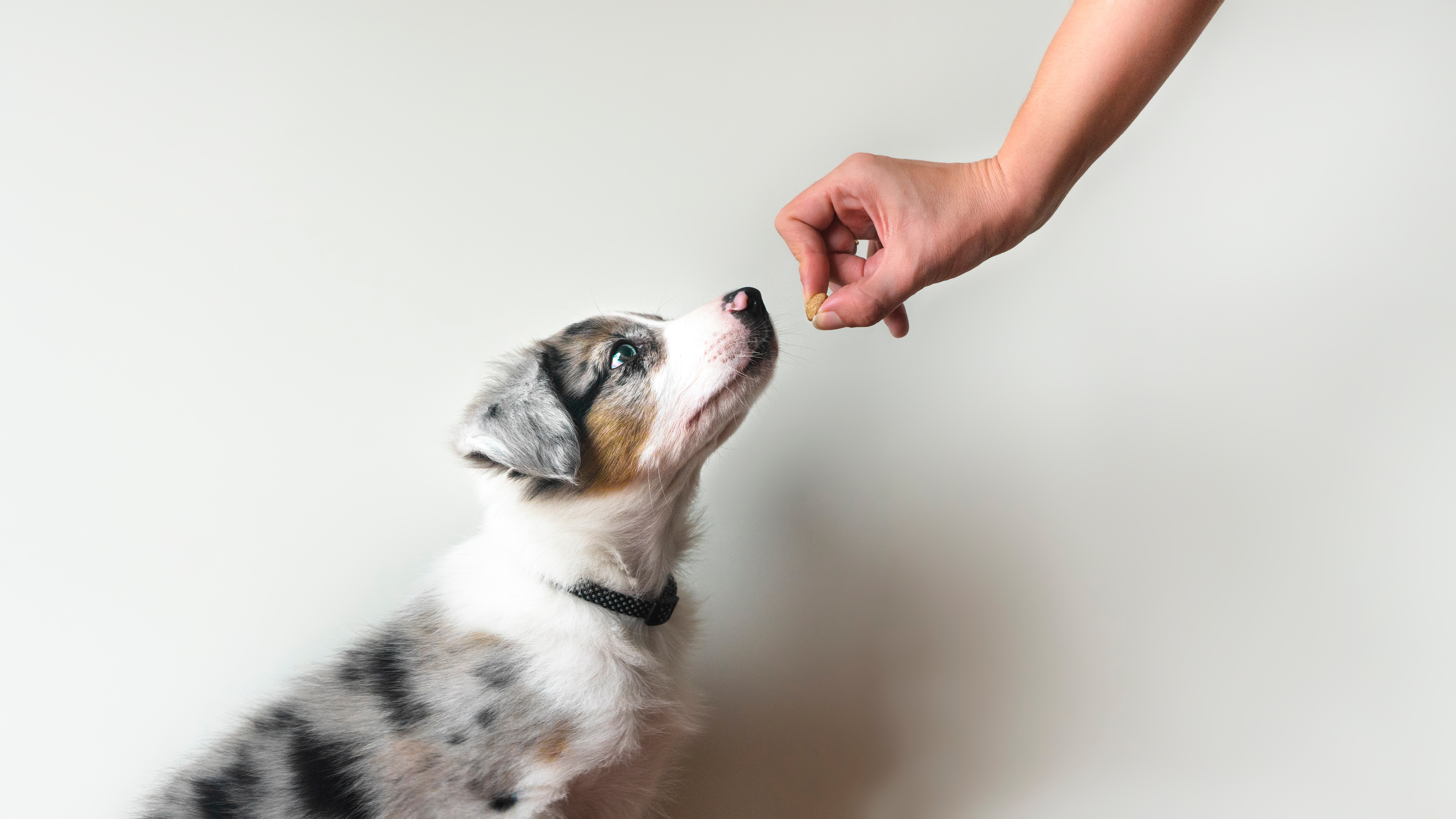 shutterstock_1969088419